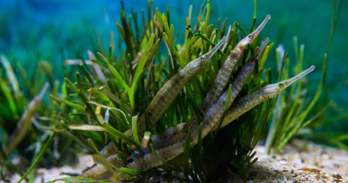 pipefish_AllenJohn-1